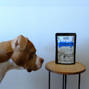 Dog longingly looking at a package of Good Detour Five lentil dal.