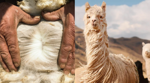 Arms of Andes: Siblings Create Sustainable, Single-Origin Alpaca Apparel