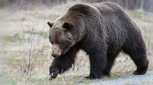 The Evolving World of Bear-Resistant Food Storage